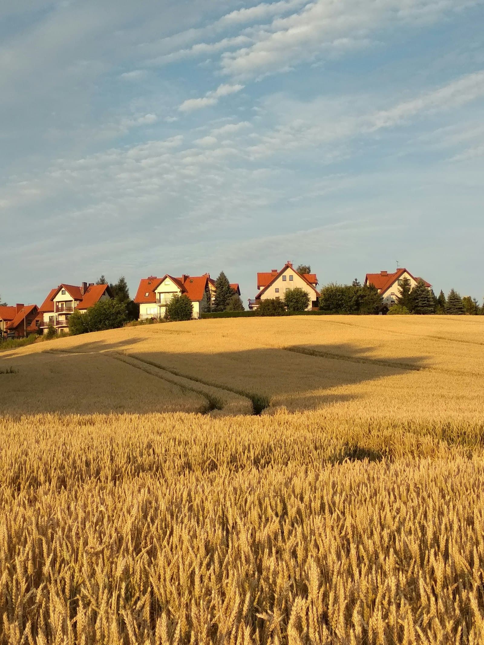 Domy na wzgórzu nad polem dojrzałej pszenicy